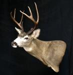 Blacktail Deer Wall Pedestal