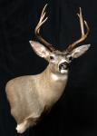 Blacktail Deer Wall Pedestal
