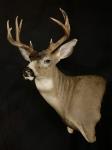 Blacktail Deer Wall Pedestal