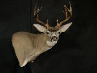 Blacktail Deer Wall Pedestal