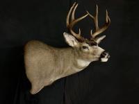 Blacktail Deer Wall Pedestal