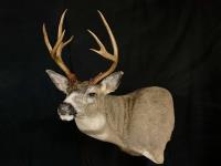 Blacktail Deer Wall Pedestal