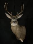 Blacktail Deer Wall Pedestal