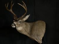 Blacktail Deer Wall Pedestal