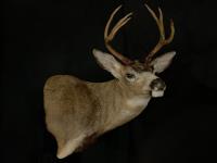 Blacktail Deer Wall Pedestal
