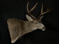 Blacktail Deer Wall Pedestal