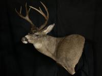 Blacktail Deer Wall Pedestal