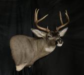 Blacktail Deer Pedestal Mount