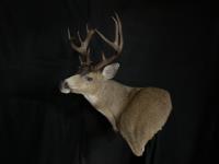 Blacktail Deer Wall Pedestal