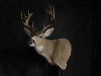 Blacktail Deer Wall Pedestal