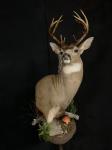 Blacktail Deer Wall Pedestal with habitat