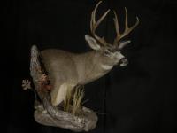 Blacktail Deer Wall Pedestal with habitat