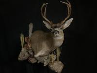 Blacktail Deer Wall Pedestal with habitat