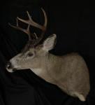 Blacktail Deer Shoulder Mount
