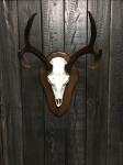 European Blacktail