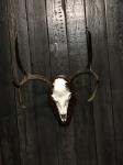 Full Skull Mount