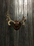 Antler Mount