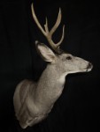 Mule Deer Pedestal Mount