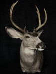 Mule Deer Pedestal Mount