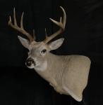 Whitetail Deer Pedestal Mount