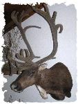 Mountain Caribou Shoulder Mount