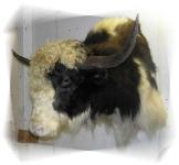 Bison