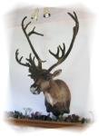 Brent Ram