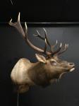 Bugling Roosevelt Shoulder Mount