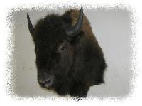 American Bison