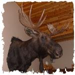 Moose