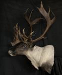 Mountain Caribou Shoulder Mount