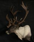 Mountain Caribou Shoulder Mount