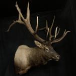 Rocky Mountain Elk Shoulder Mount