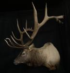 Rocky Mountain Elk Shoulder Mount