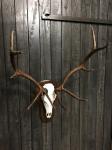 Rocky Mountain Elk