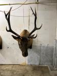 Roosevelt Mountain elk shoulder mount