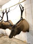 Roosevelt Mountain elk shoulder mount