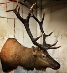 Roosevelt Mountain elk shoulder mount