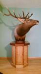 Rocky Mountain elk pedestal mount