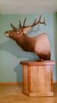 Rocky Mountain elk pedestal mount