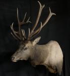 Rocky Mountain Elk Shoulder Mount