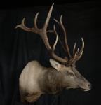 Rocky Mountain Elk Shoulder Mount