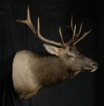 Rocky Mountain Elk Shoulder Mount