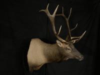 Rocky Mountain Elk Shoulder Mount