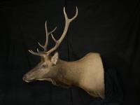 Rocky Mountain Elk Shoulder Mount