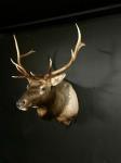 Rocky Mountain Elk Shoulder Mount
