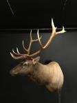 Rocky Mountain Elk Shoulder Mount