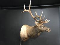 Rocky Mountain Elk Shoulder Mount