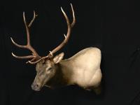 Rocky Mountain Elk Wall Pedestal Mount