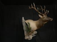 Rocky Mountain Elk Wall Pedestal with Habitat